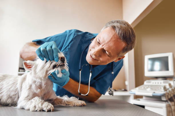 Best Emergency Dentist for Special Needs Patients in Garland, NC